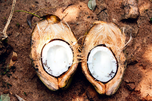 Nachhaltige, und ohne Pestiziden angebaute Kokosnuss