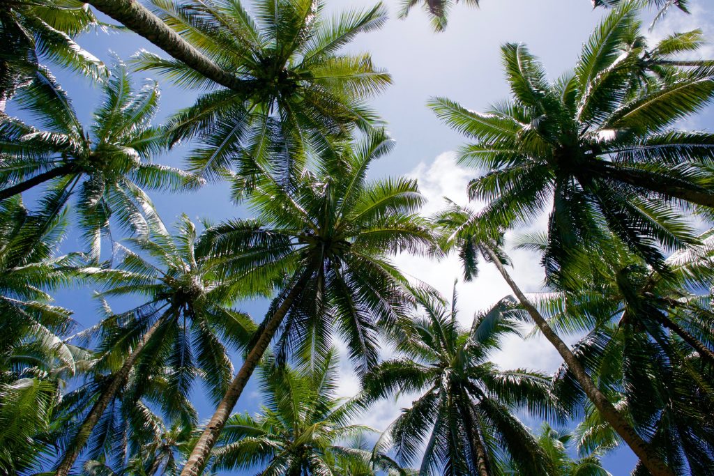 Aussicht auf die Wipfel von Kokospalmen und den blauen Himmel